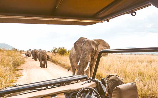 Safari Travel Insurance